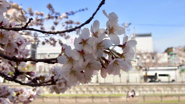 Sakura 