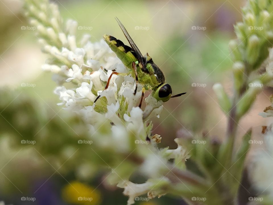 insect obtaining nectar from an almond verbena flower