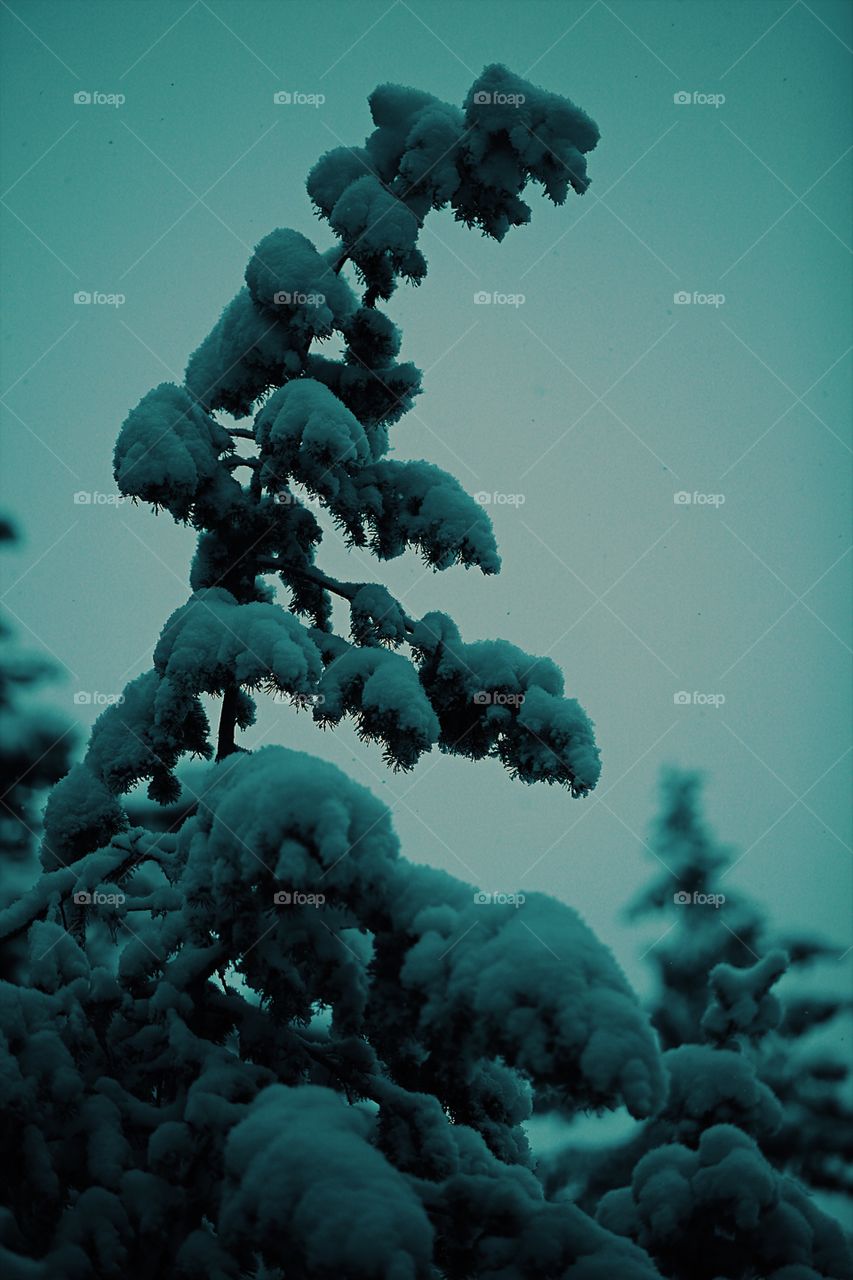 Snow tree
