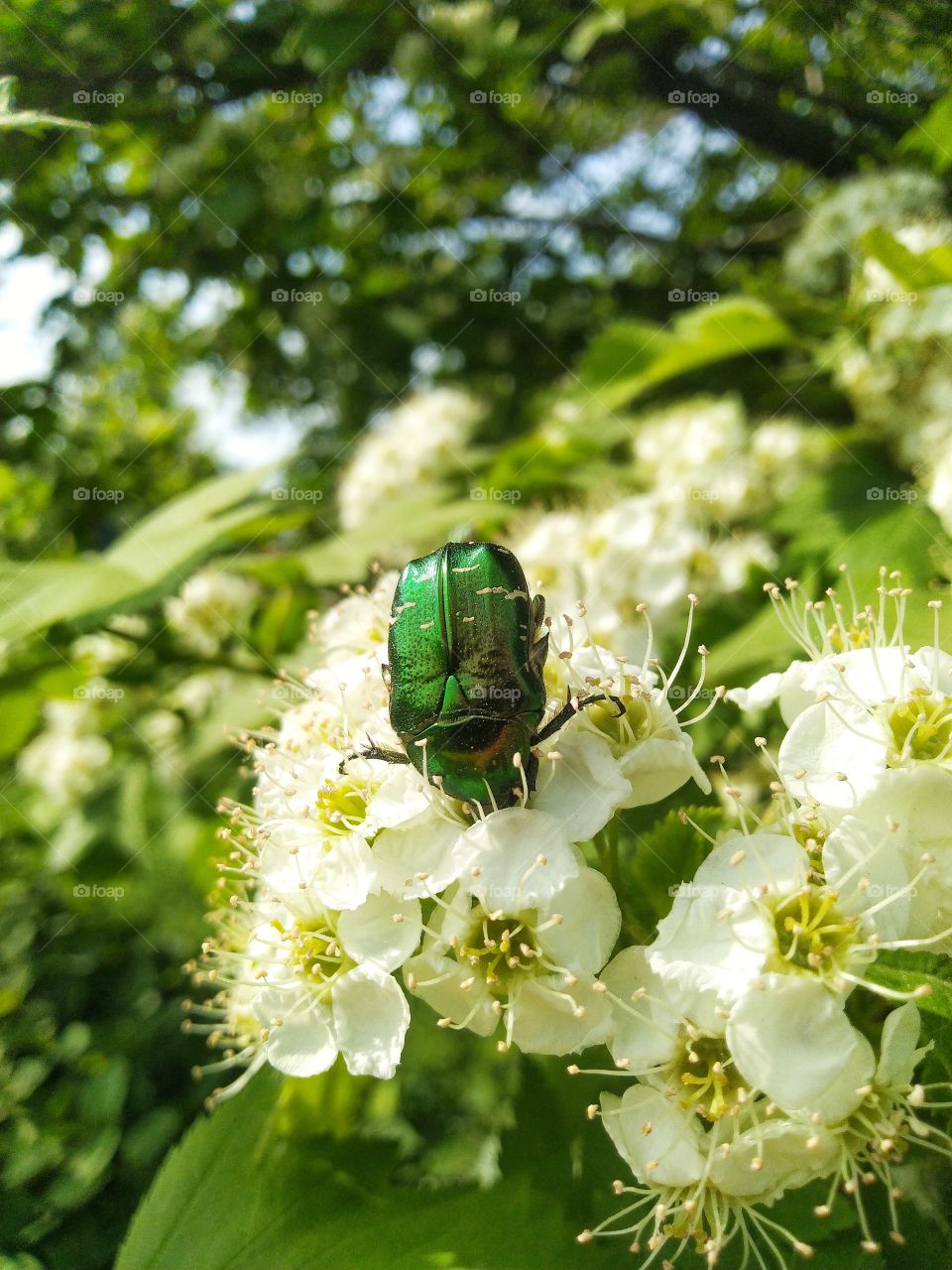 cetonia aurata beetle green