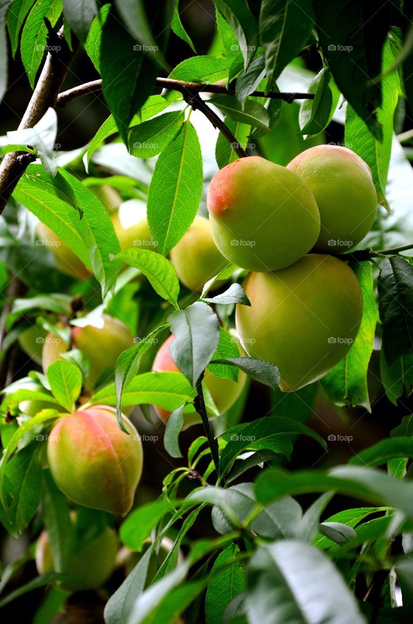 Peaches in breanch