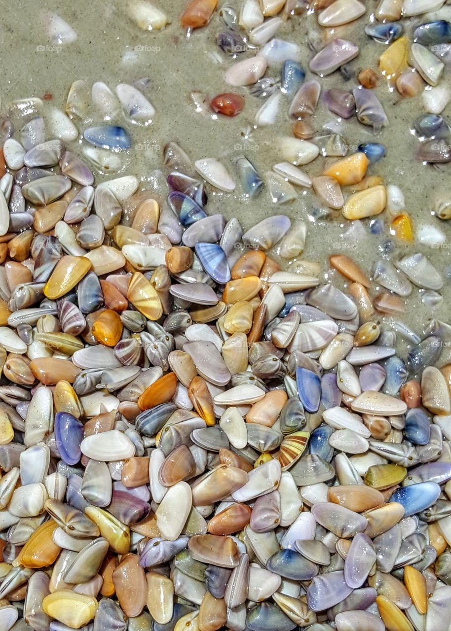 Ormond Beach Shells
