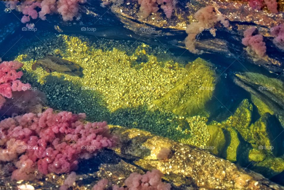 Pink coral underwater