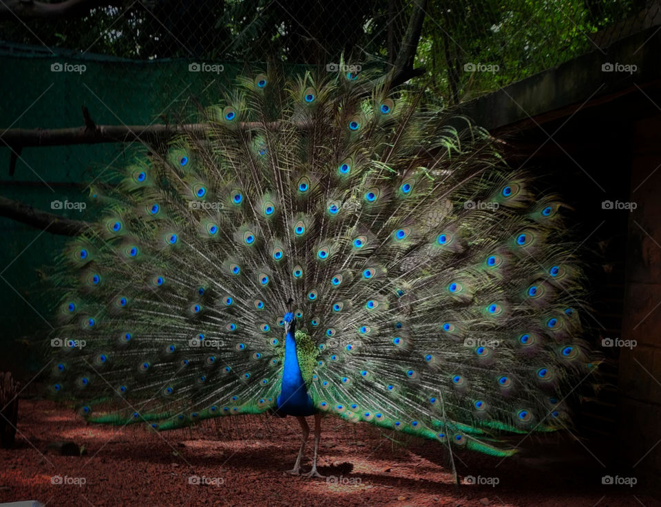 Indian Peafowl, Peacock