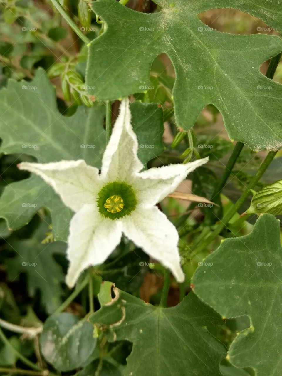 flower