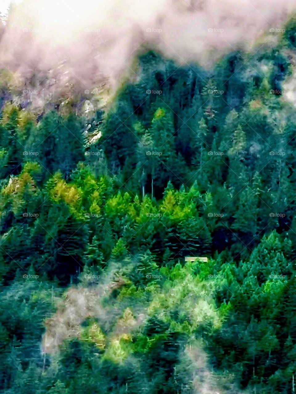 beautiful forest with clouds cover