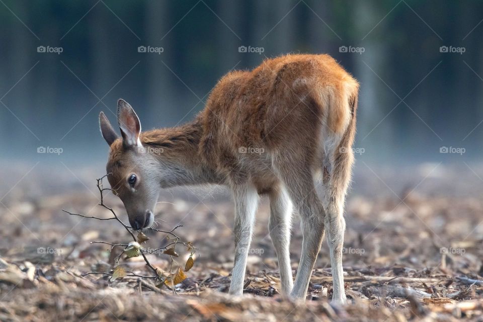 Beautiful brown colour deer