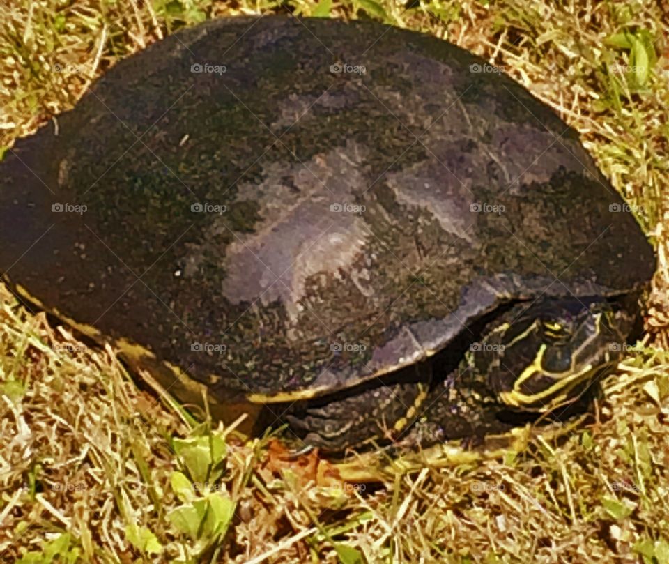 Turtle