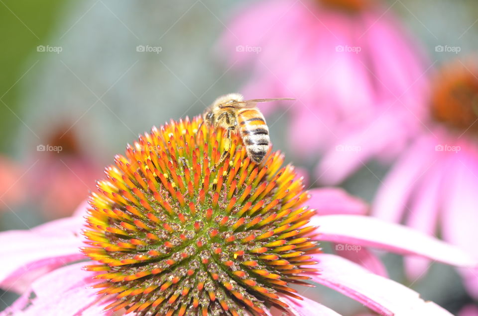 Honeybee on coneflower