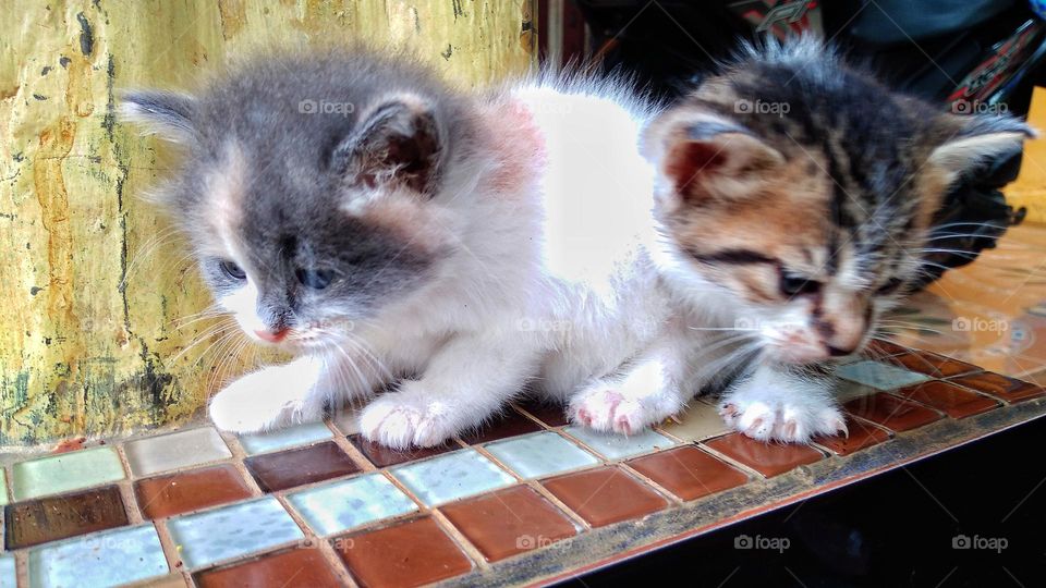 Two cute kittens sitting on the terrace