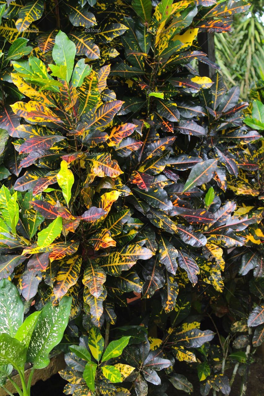 Close up of beautiful tropical colorful plant  Croton . Costa Rica