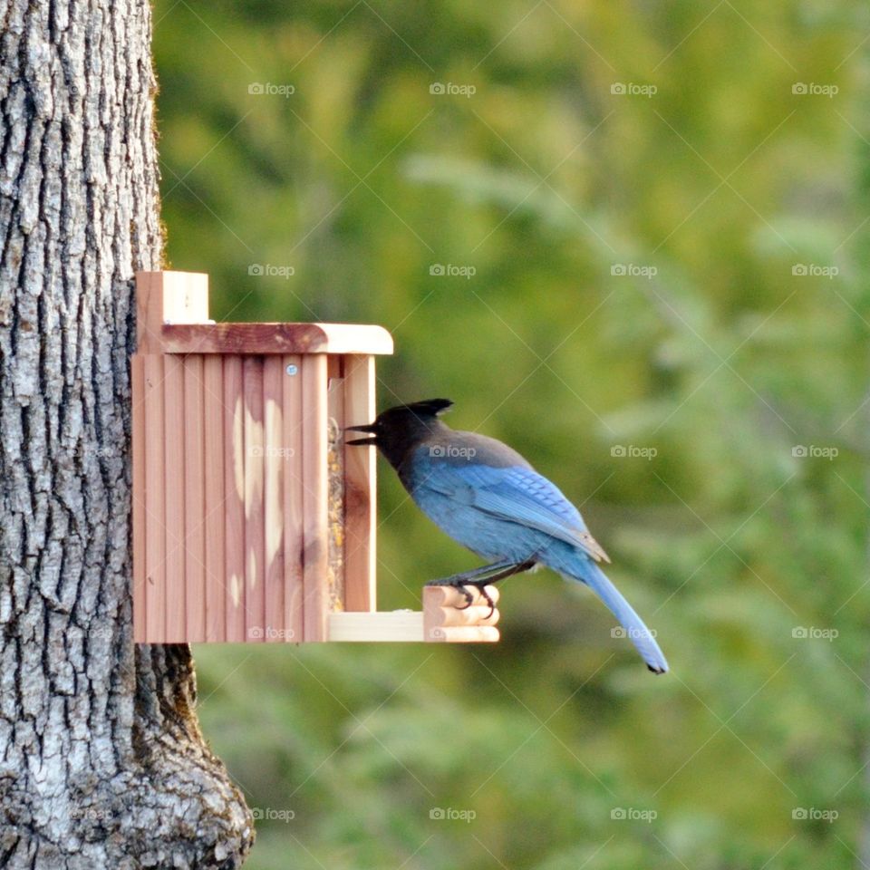 Bird perching on birdhouse