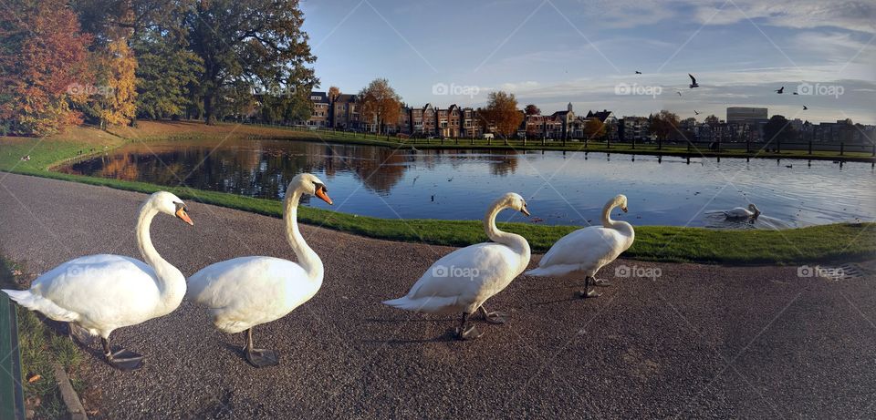 Swans in Holland