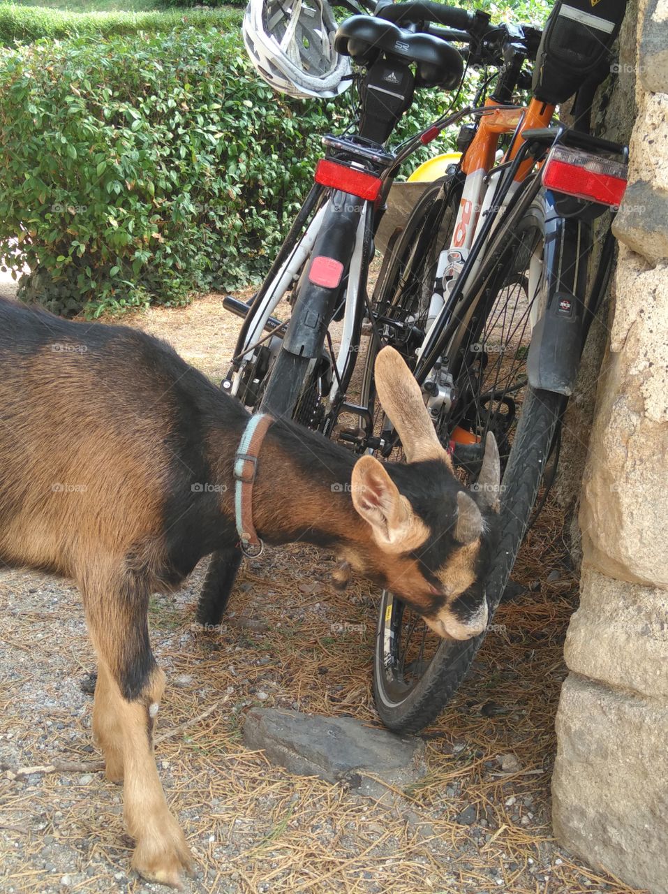 goat and bicycle