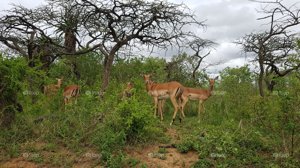 a family of impala in the wild