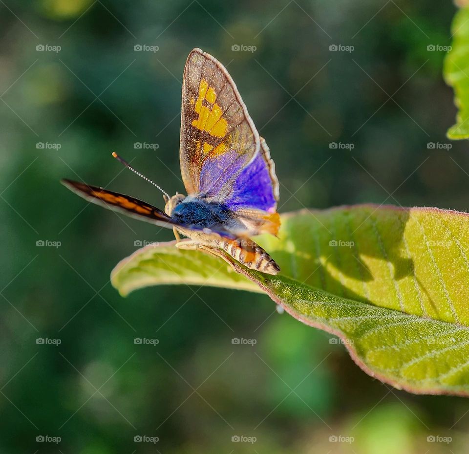 Beautiful and colorful butterfly