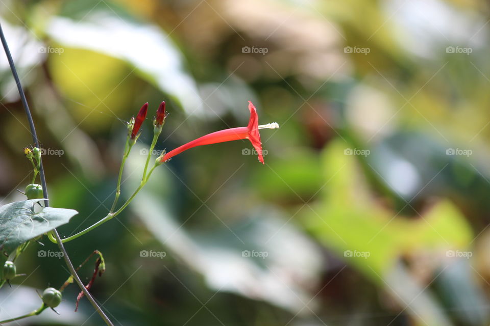 single red flower