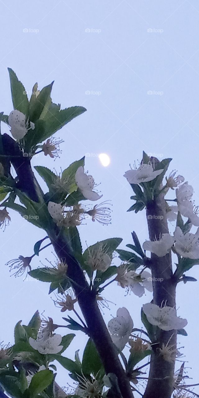 moonlight above the cherry blossom tree