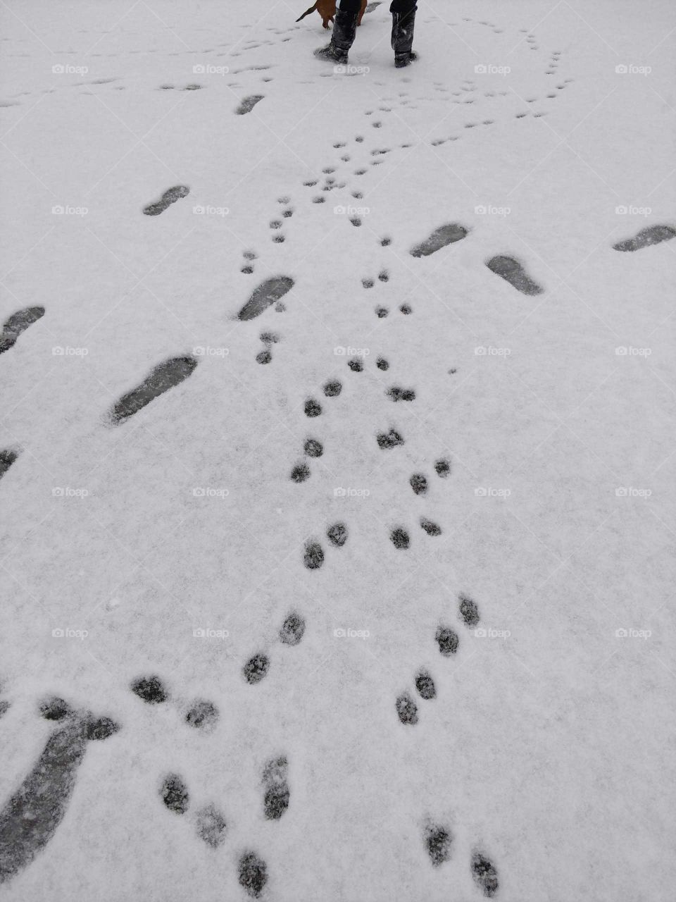 Paw prints in the rare heavy snowfall in southeast Georgia.