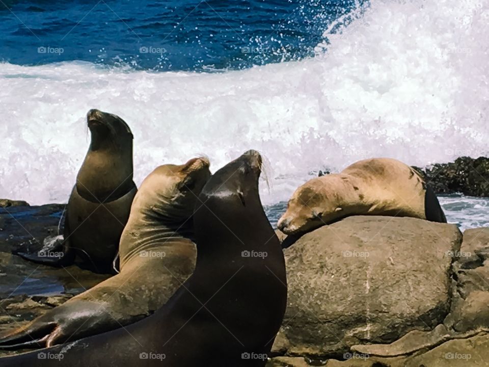 Sea lion at beach