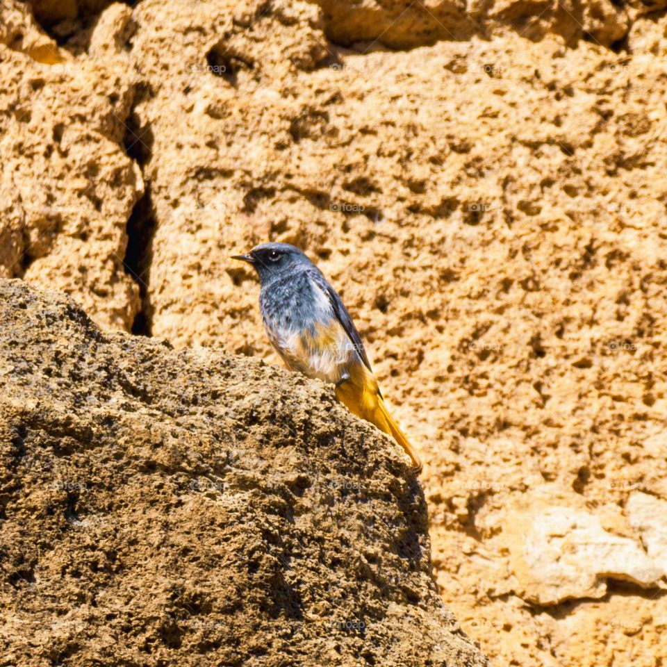 bird Egypt
