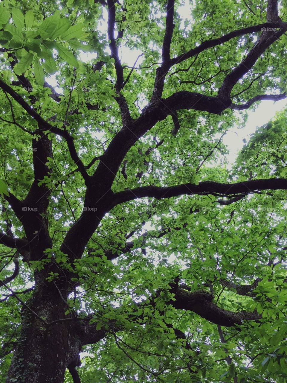 Tree, Leaf, Wood, Branch, Landscape