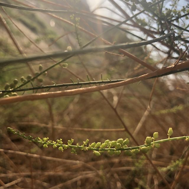plant