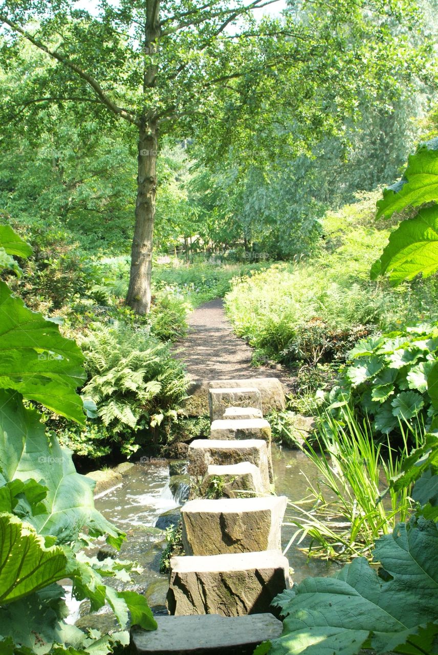 Forest walkway