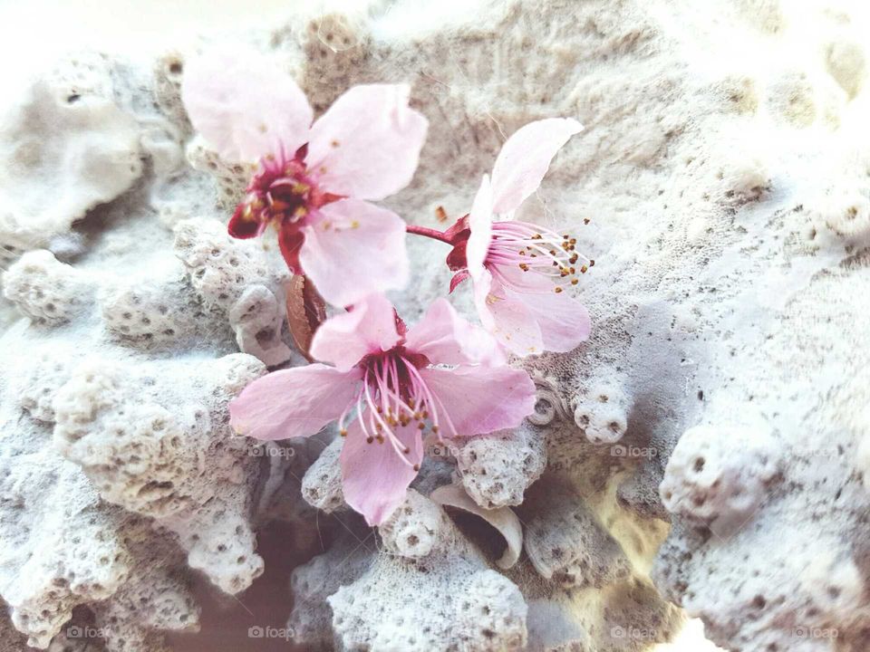 pink blossom flowers on a background of coral.