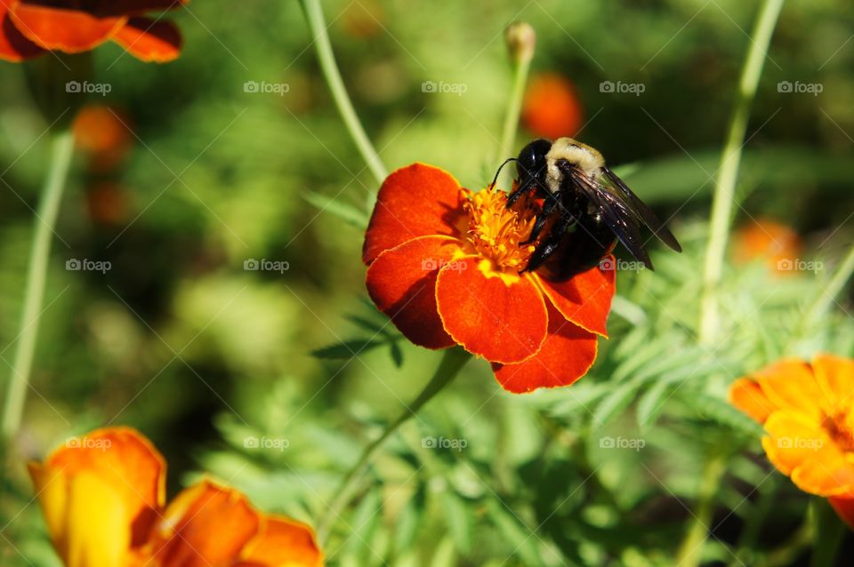 Bee on flower