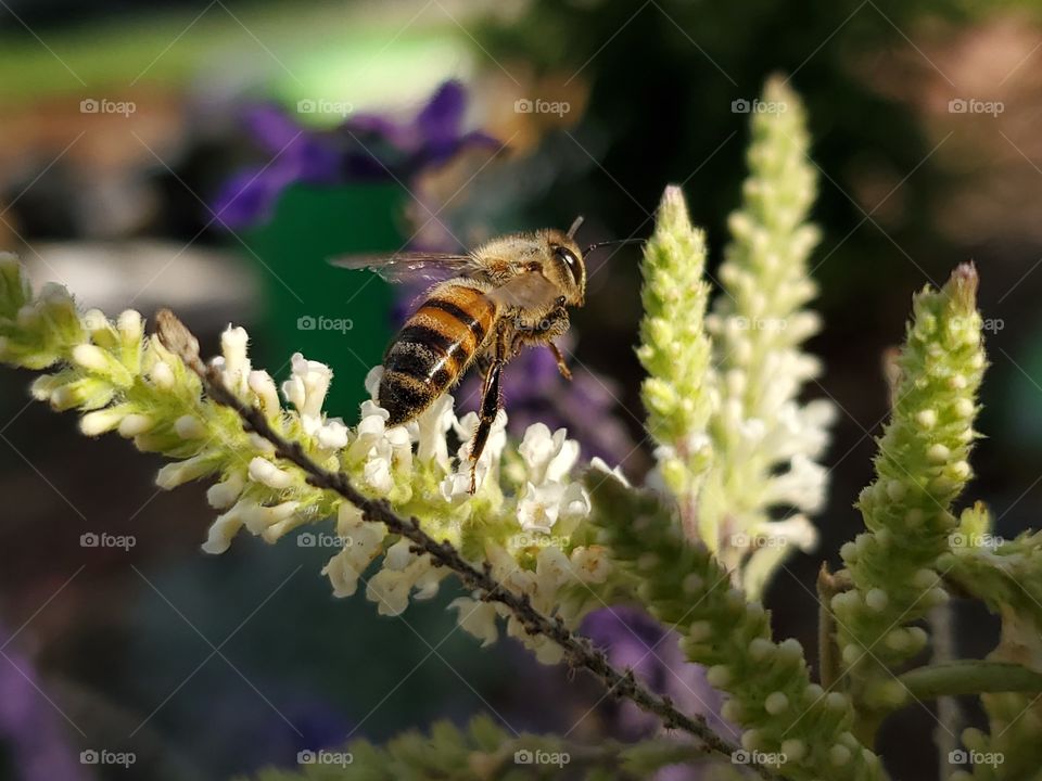 Bee landing on almond verbena flower Bush to pollinate