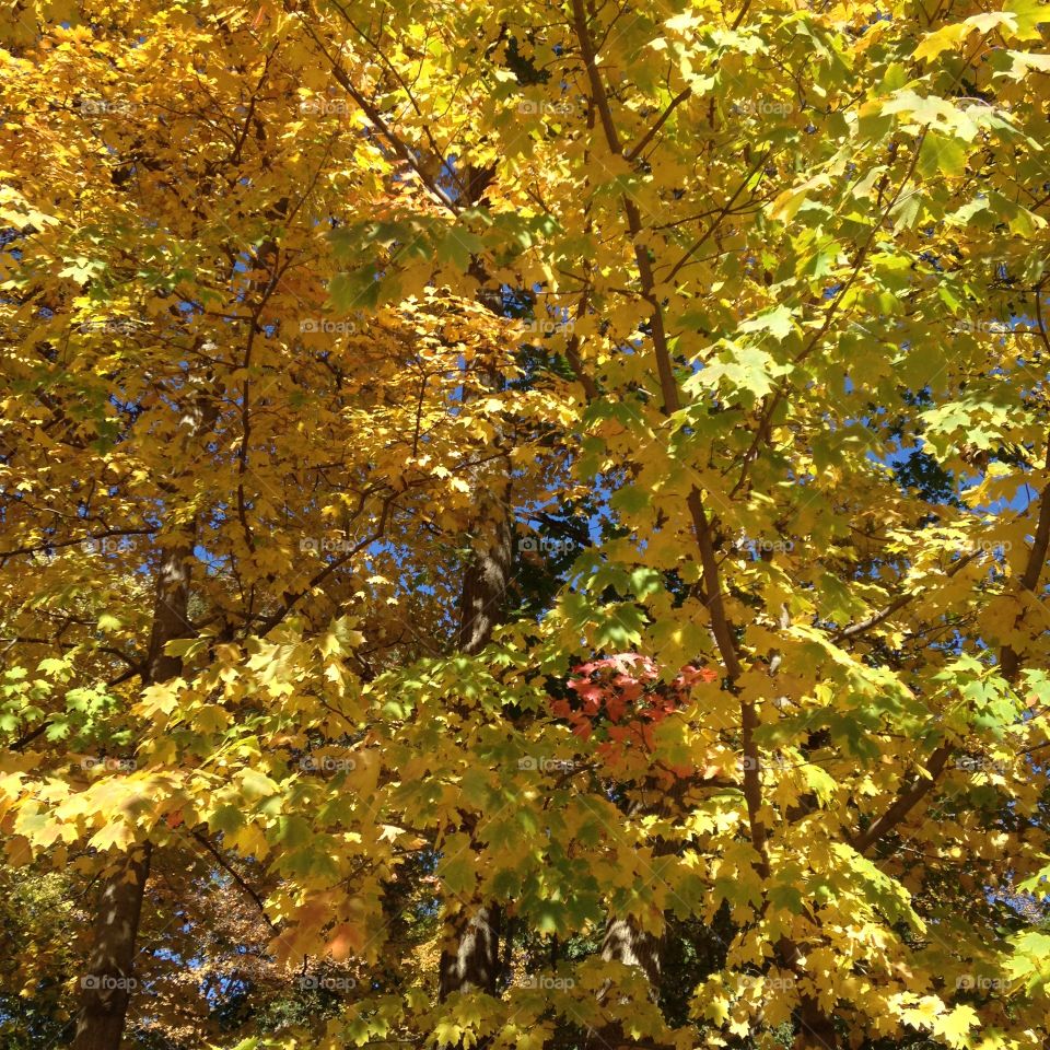 Scenic view of autumn trees