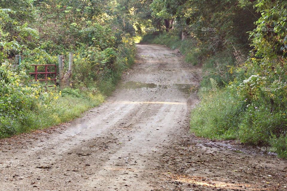 Rustic Gray Gravel Country Road Green Rural Lush Quiet Backroad