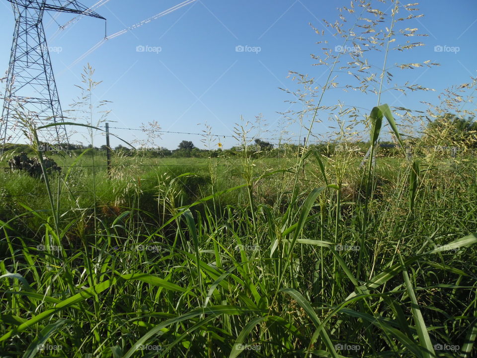 Texas country side. This is a picture of East Texas country side. You could smell the jasmine in the air