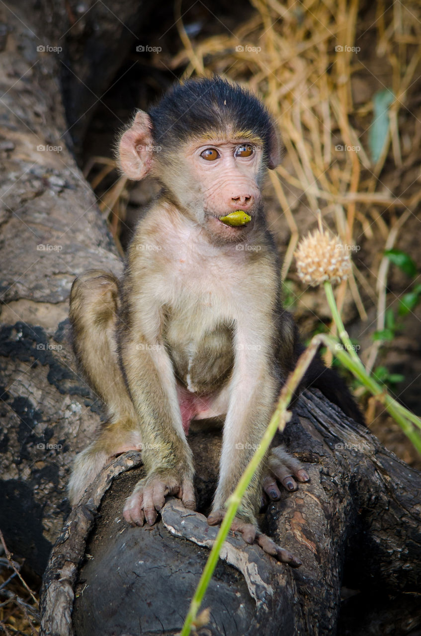 Funny monkey... baby monkey with piece of food in mouth. Image from Africa. Wild and free animals.