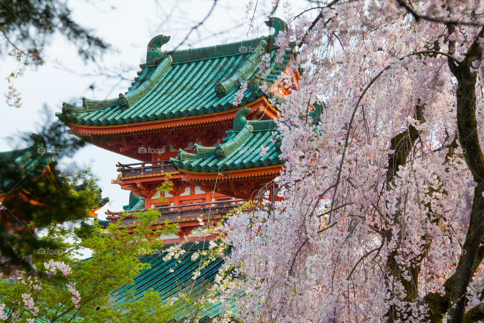 Cherry blossom and temple 