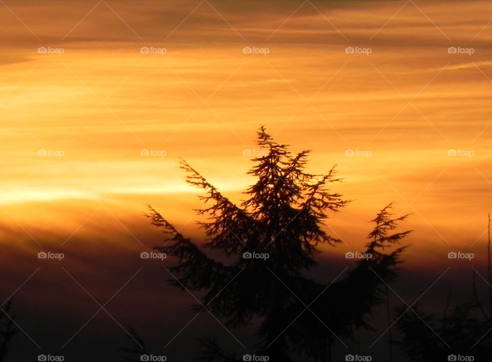 sapin, christmas tree