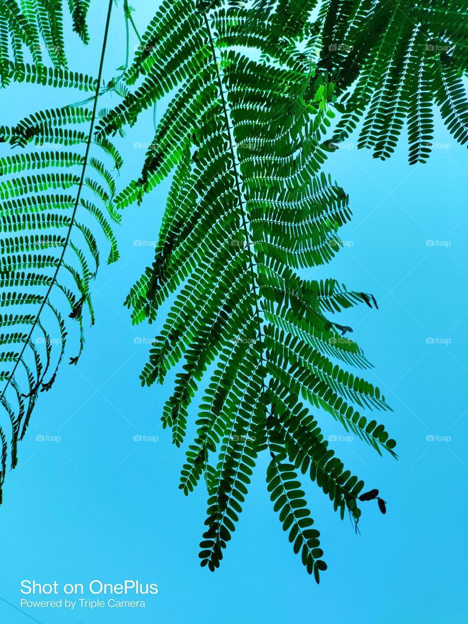 Tree leaves with sky background