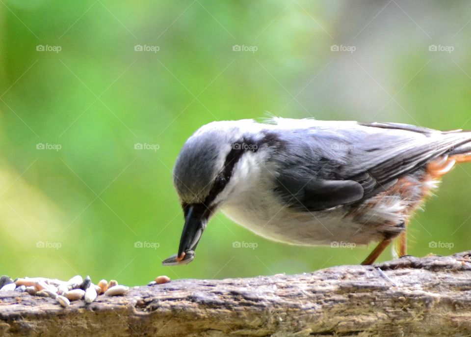 Nuthatch 