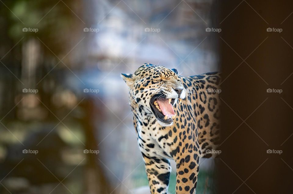 Angry leopard 