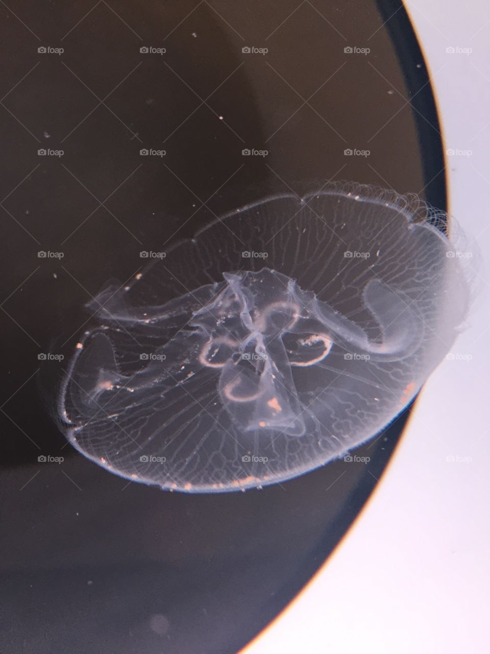 feeding moon jellyfish 