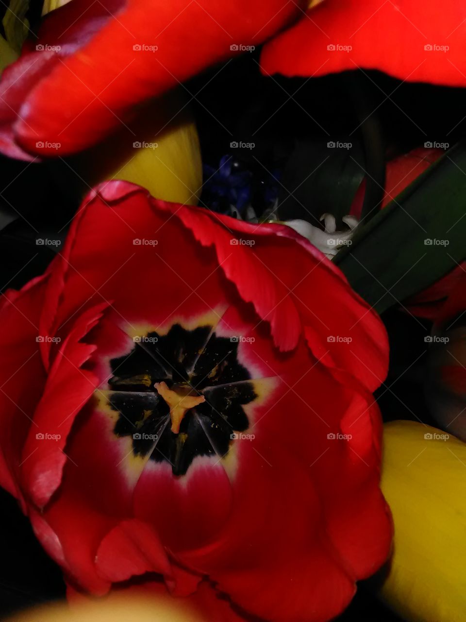 red and yellow tulip macro