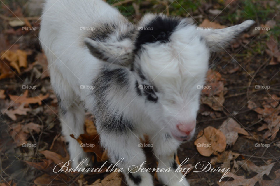 Sweet baby goat 