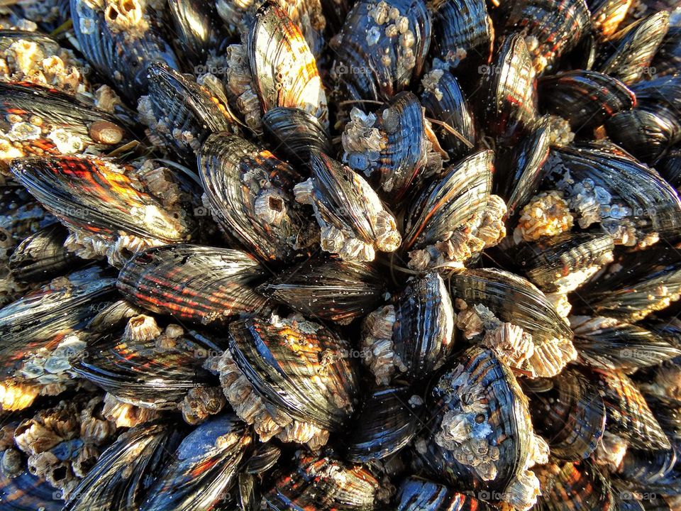 Mussels and barnacles