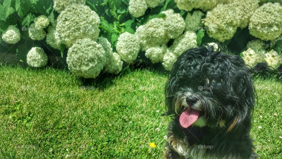 Zanna in Front of Snowballs