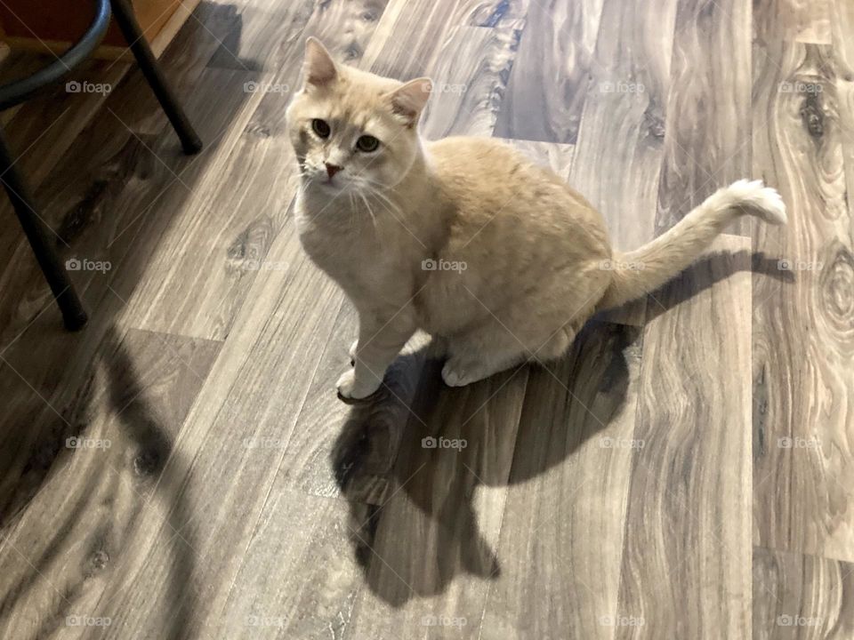 Short hair orange cat sitting on kitchen floor with shadow 