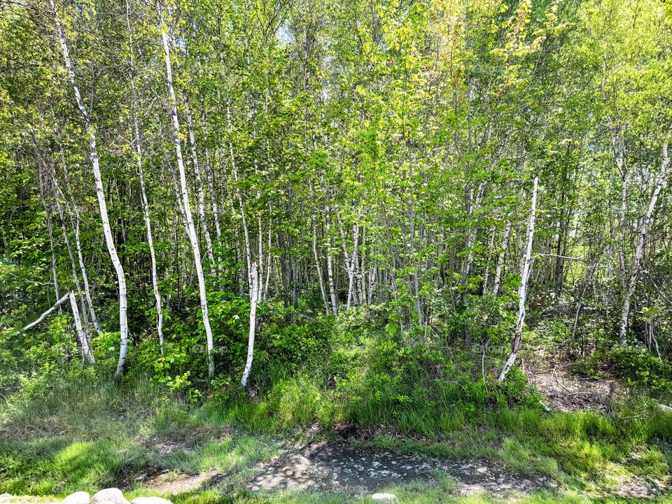 Grove of birch trees in forrest