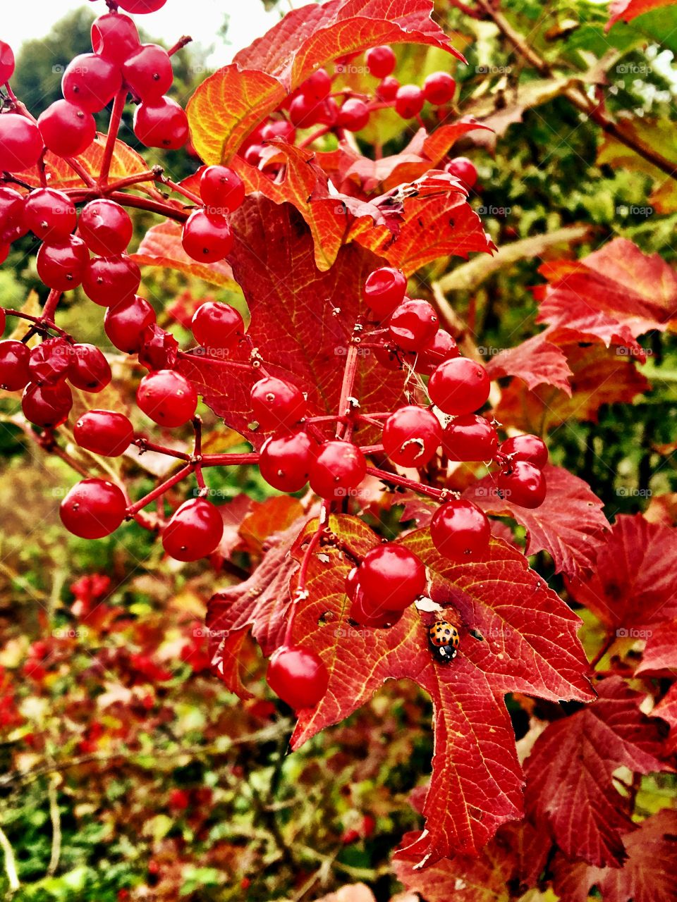 Red leaves, red berries, red ladybird