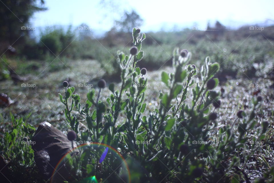 grass & light, memories, abstract