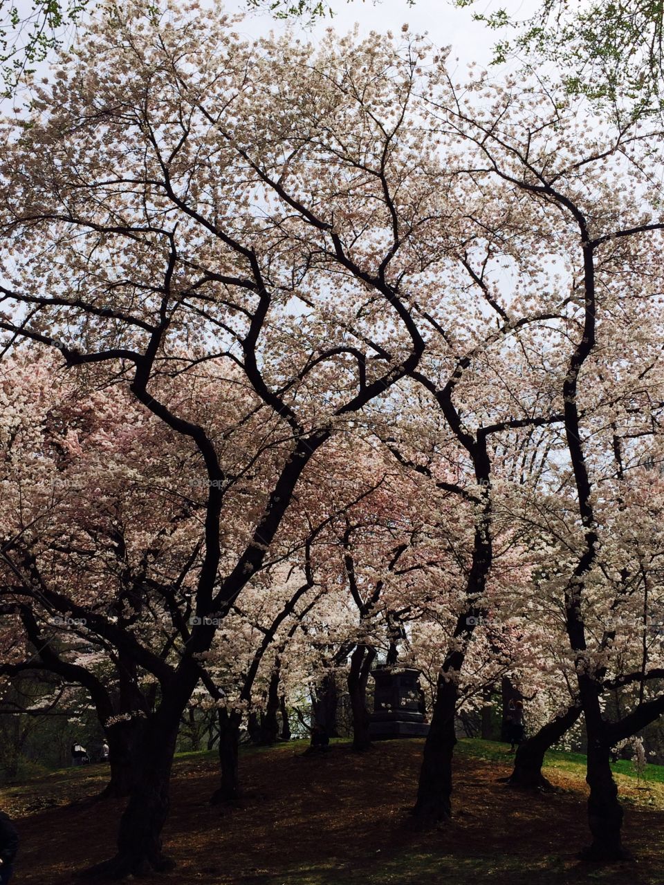 Cherry Blossoms, Central Park